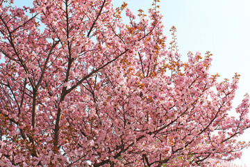 桜の花