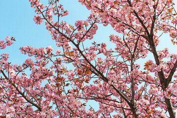 Obraz premium 桜の花