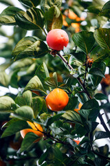 Ripe Persimmons fruit hanging on  Persimmon branch tree