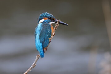 川辺の小枝につかまりたたずむカワセミ