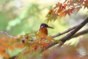 紅葉の木でたたずむカワセミ