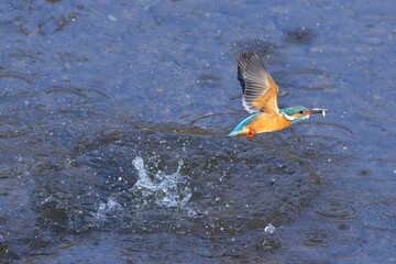 小魚を捕獲したカワセミ