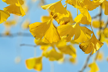 Obraz premium イチョウの黄葉