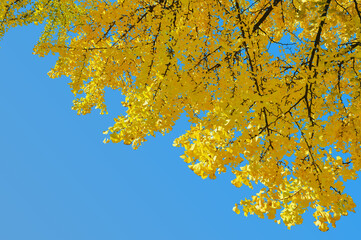 イチョウの黄葉