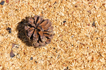 Monterey Pine Pinecone And Wood Shavings (Pinus radiata)