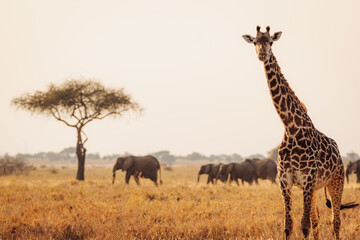 Giraffe in Serengeti.