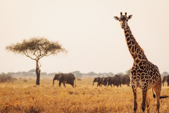 Giraffe in Serengeti.