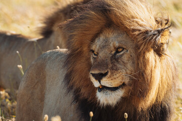 Male beautiful wild lion