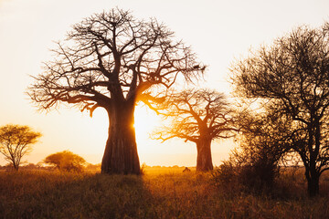 African Savannah during sunset
