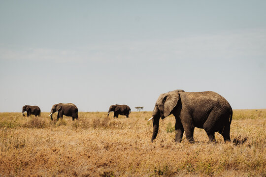 Fototapeta Group of elephants in a safari.