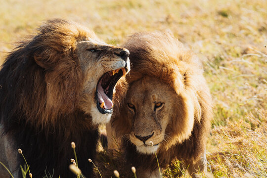 Male lion growing