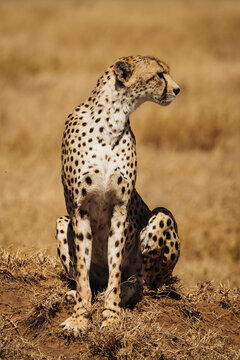 Big lonely cheetah