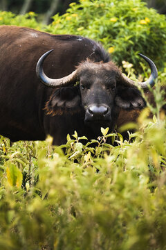 Buffalo in Arusa National Park