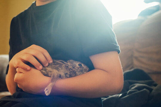 Closeup portrait of bunny laying on a boy. 