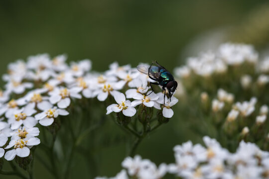 blue bottle fly on white yarrow flower