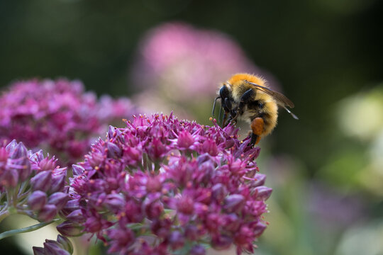pollinator on blooming sedum flower