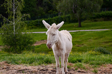 donkey in the field