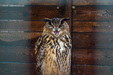 owl on a door