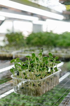 Microgreen sprouts in trays on the farm