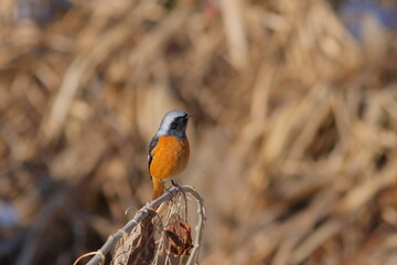 枯れ枝にとまる冬鳥のジョウビタキ