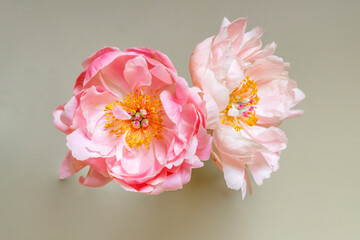 Still life of bright and pale pink peony blossoms floating 