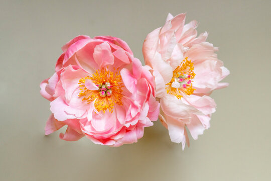 Still life of bright and pale pink peony blossoms floating 