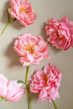 Pink peony blossoms against a pale green background