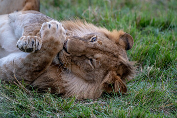 Portrait of a Wild Lion in the Serengeti Tanzania