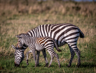 Fototapeta na wymiar Portrait of a Wild Zebra Mother and her Baby Calf in the Serengeti Tanzania