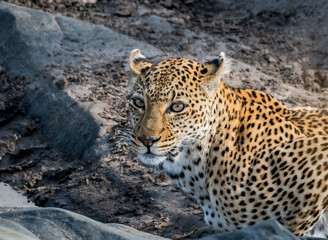 Close up Portrait of a Wild Leopard in Tanzania Africa
