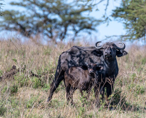 A Female African Cape Buffalo Syncerus caffer caffer and her Calf in the Serengeti Tanzania