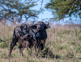A Female African Cape Buffalo Syncerus caffer caffer and her Calf in the Serengeti Tanzania