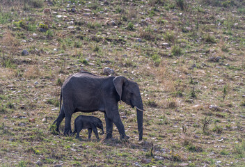 Mother African Elephant and her Calf Walking together in the Serengeti Tanzania