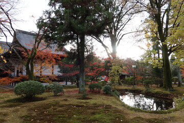  Hon-do Main Hall and autumn leaves in the evening  in the precincts of Koryu-ji Temple at Uzumasa in Kyoto City in Japan 日本の京都市太秦にある夕方の広隆寺境内本堂裏と紅葉