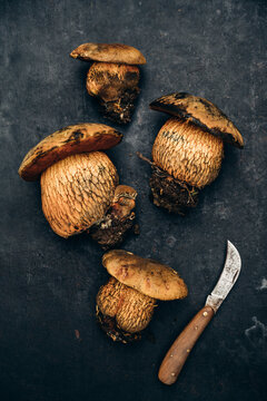 Food: Edible wild mushroom