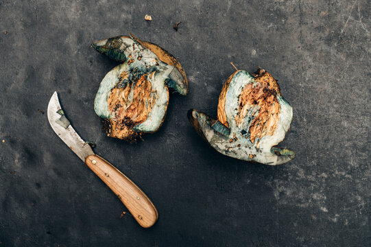Food: Edible wild mushroom