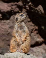 Meerkat Sentinel on Lookout Rock