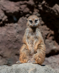 Fototapeta premium Meerkat Sentinel on Lookout Rock
