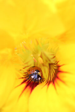 Ladybug in yellow flower