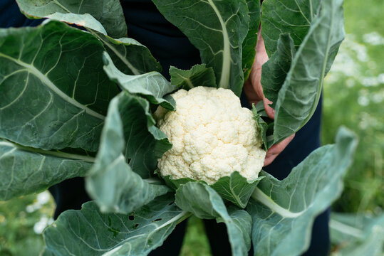 Harvested cauliflower