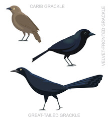 Bird Grackle Set Cartoon Vector Illustration