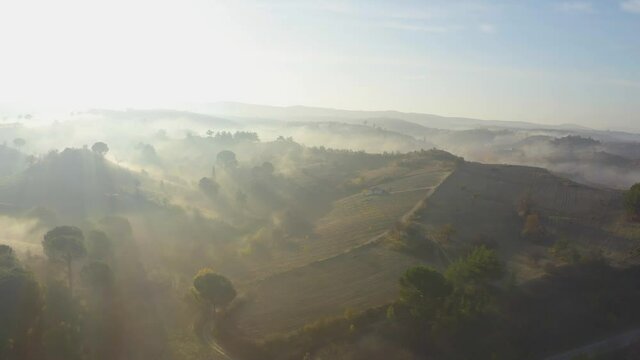 fogy misty morning in the forest