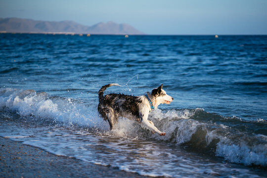 Happy dog playing in sea