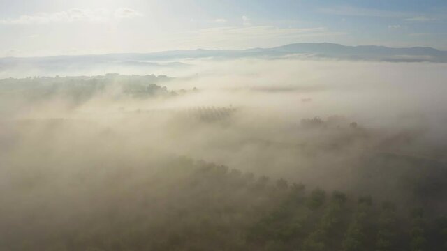 fogy misty morning in the forest