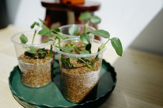 Cutting rose seedlings