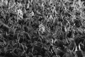 Fototapeta na wymiar aguapé water hyacinth