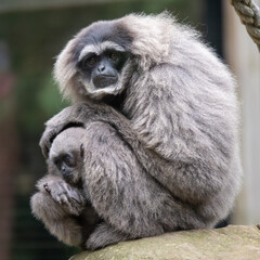 Silvery Gibbon Mother and Child