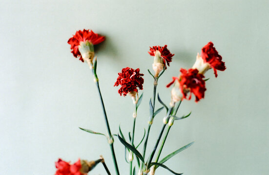 Dying red flowers 