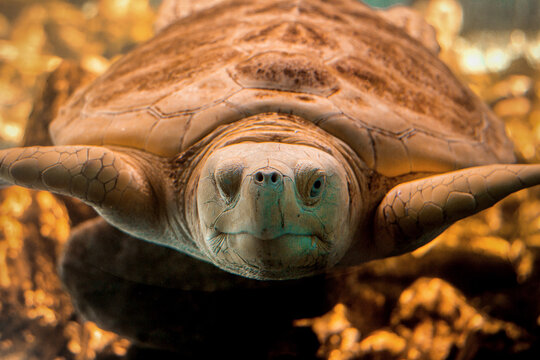 Albine Loggerhead Turtle
