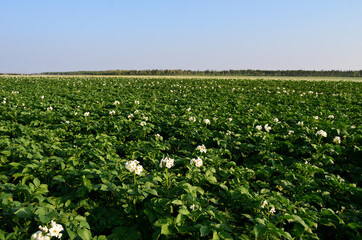 Potato field in the Omsk region